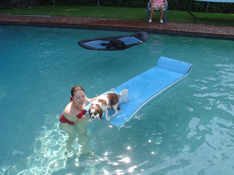 Sampson and Delilah Swimming 004.jpg